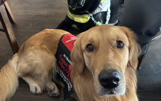 Assistance dogs