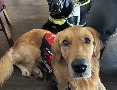 Local Watchdog Warns JD Wetherspoon’s Assistance Dog Policy May Be Breaking the Law